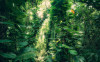 Green Leaves  - View 1