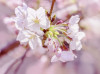 Pink Blossom - View 1