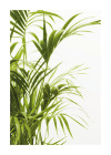 Reed Leaves