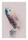 Animals Forest Owl