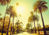 Palm Alley