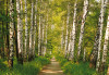 Birkenwald - View 1