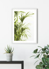 Reed Leaves