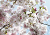 Spring - View 1
