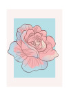 Cinderella Rose