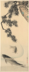 Koi - View 1