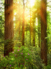Redwood - View 1