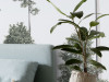 Pines - View 1