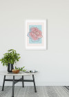 Cinderella Rose