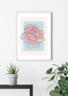 Cinderella Rose