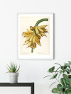 Plantains