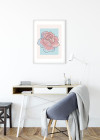 Cinderella Rose