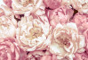 Peonies - View 1