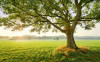 The Magic Tree - View 1