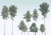 Pines - View 1