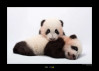 Giant Panda 70 x 50 cm