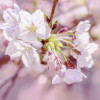 Pink Blossom