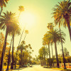 Palm Alley