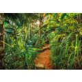 Jungle Trail