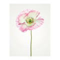 Blossom Splendor  - Thumbnail View 1