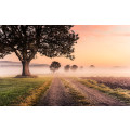 Misty Morning - Thumbnail View 1