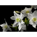 Madonna - Thumbnail View 1