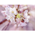 Pink Blossom - Thumbnail View 1