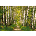 Birkenwald - Thumbnail View 1