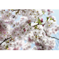 Spring - Thumbnail View 1