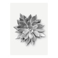 Sukkulenta - Thumbnail View 1