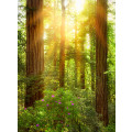 Redwood - Thumbnail View 1