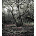 Das Model - Thumbnail View 1
