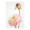 Blossom Splendor  - Thumbnail View 1