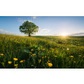 Frühling auf dem Land - Thumbnail View 1
