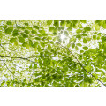 Im Frühlingswald - Thumbnail View 1