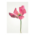 Blossom Splendor  - Thumbnail View 1