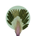 Jungle Ramble - Thumbnail View 1