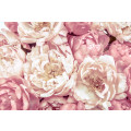 Peonies - Thumbnail View 1