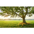 The Magic Tree - Thumbnail View 1