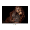 Bornean Orangutan 70 x 50 cm
