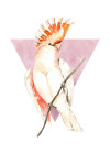 Cute Cacadoo