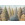 Painted Woods - Thumbnail View 1