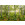 Birch Trees - Thumbnail View 1