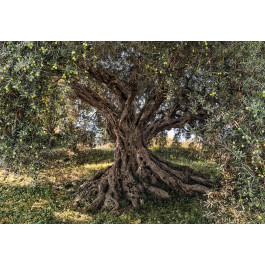 Fototapete Olive Tree