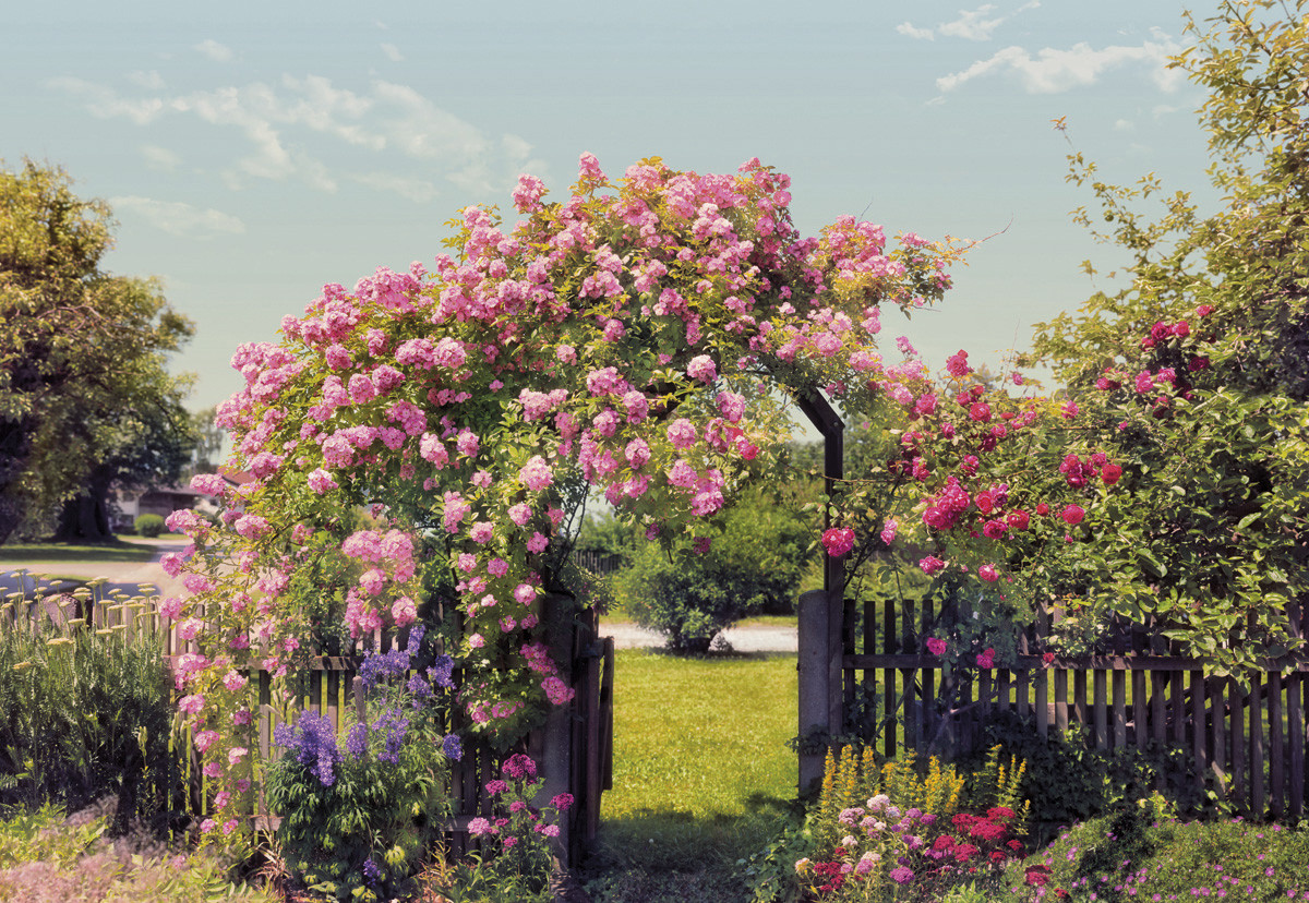Fototapete „Rose Garden