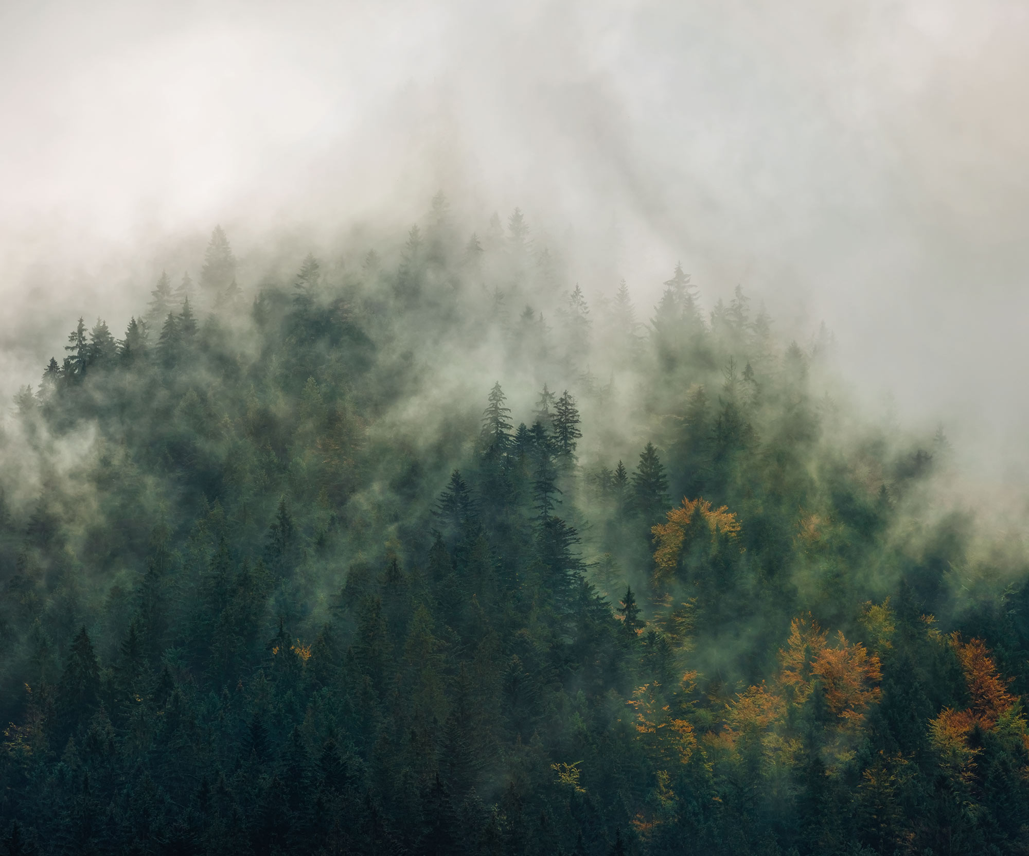 Сквозь лес и дым геншин. Дым в лесу. Лес с дымком. Фотообои лес в дымке. Дым над лесом.