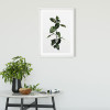 Ficus Branch