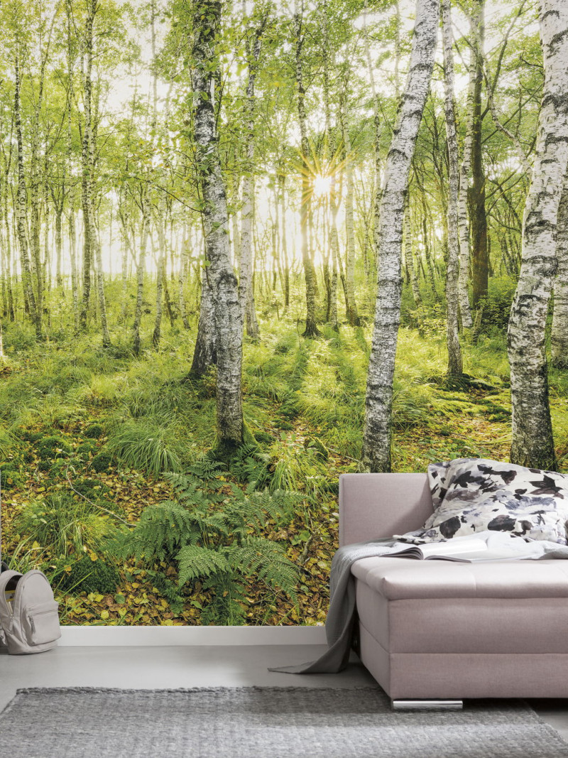 Birch Trees - View 1