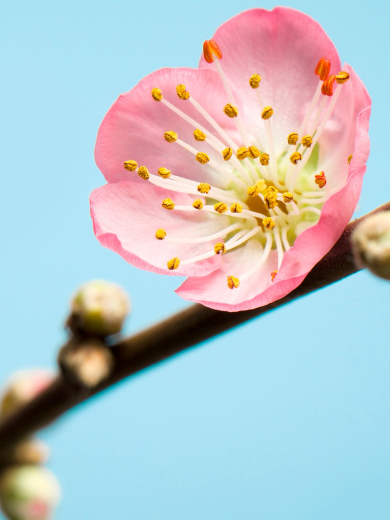 Peach Blossom - View 1