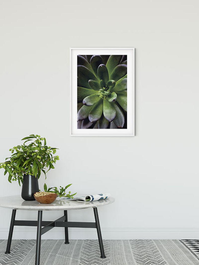 Succulent Single - View 1